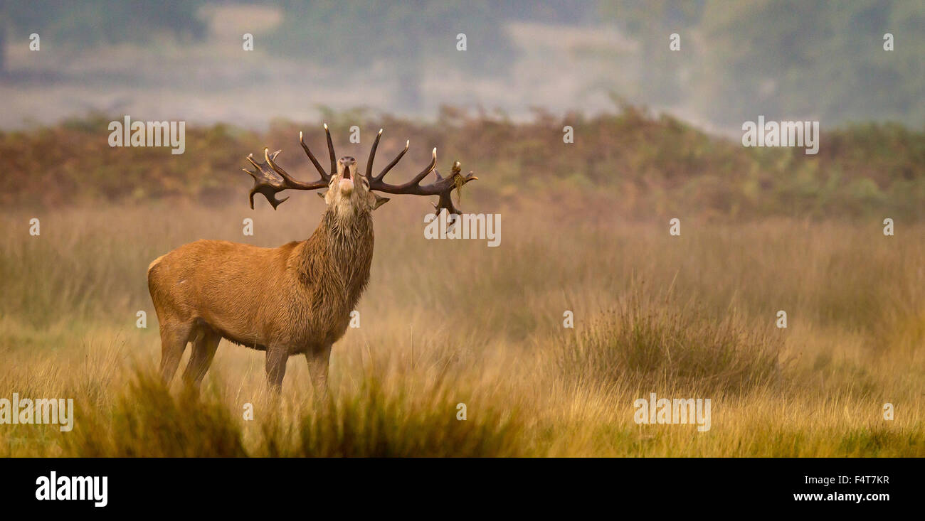 Rotwild-Hirsch im Herbst Trott aufrufen Stockfoto