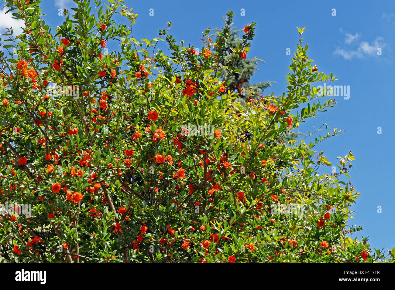 Granatapfelbaum, Blüten, rot Stockfoto, Bild 89043495 Alamy