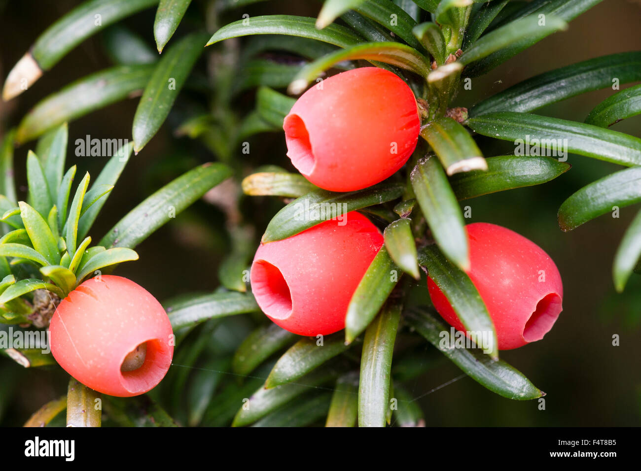 Giftige Herbst Beeren von der aufrechten irische Eibe, Taxus Baccata  'Fastigiata' Stockfotografie - Alamy