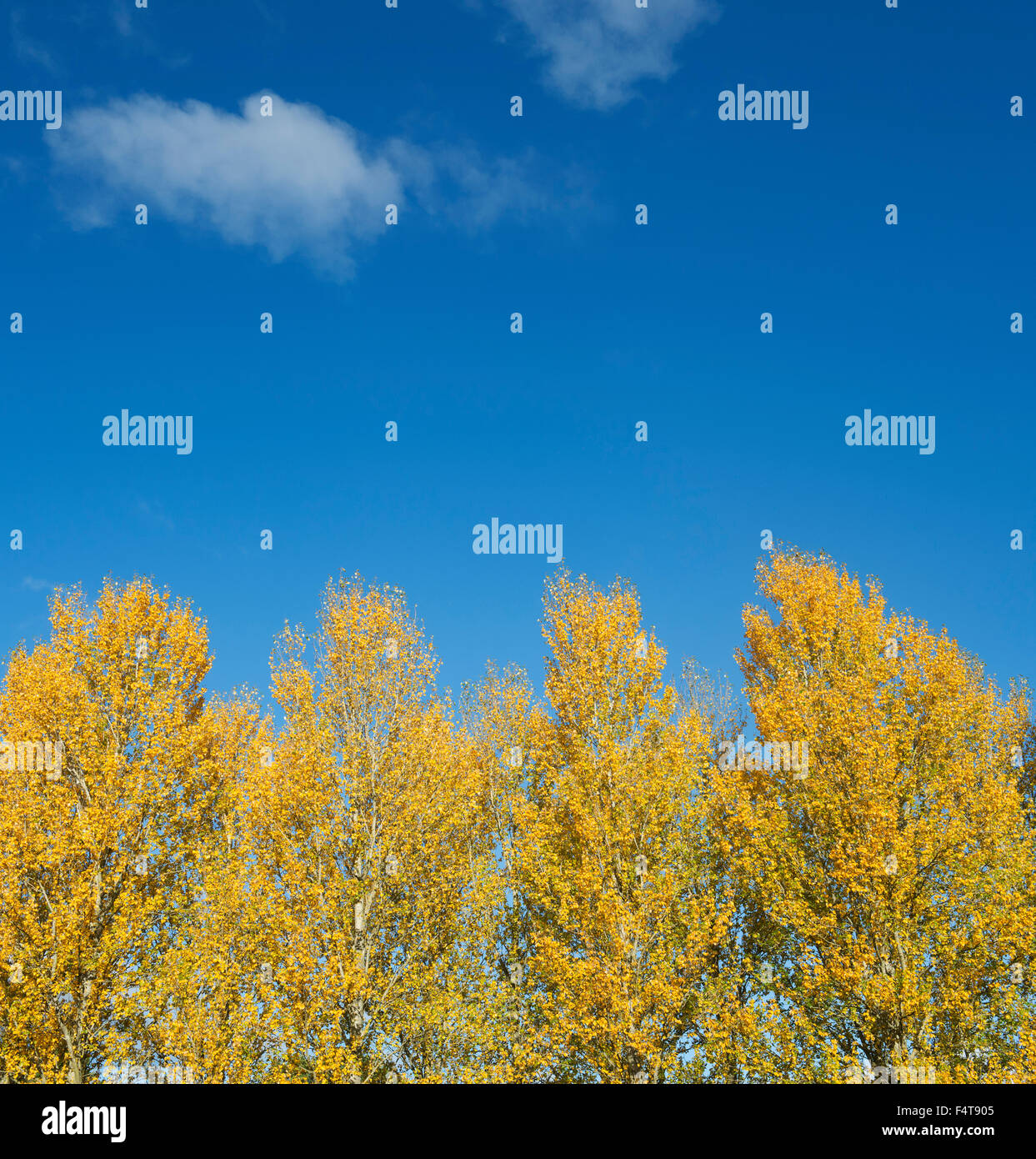 Populus Tremula. Aspen Bäume Farbwechsel im Herbst vor einem blauen Himmel in den Scottish Borders. Schottland Stockfoto