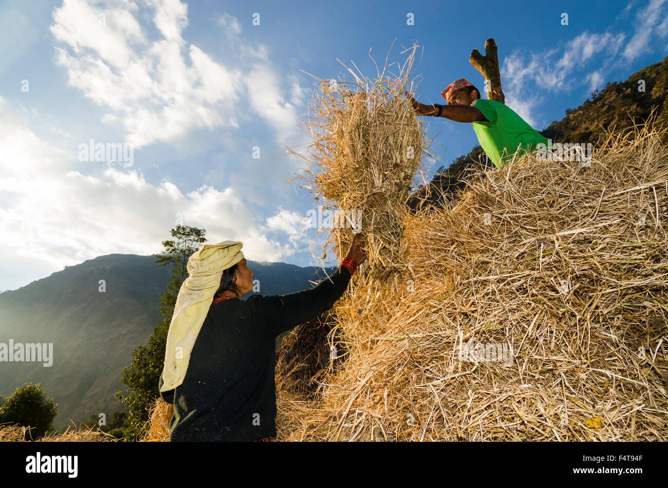 2 Bauern häufen sich Erntegut Stockfoto