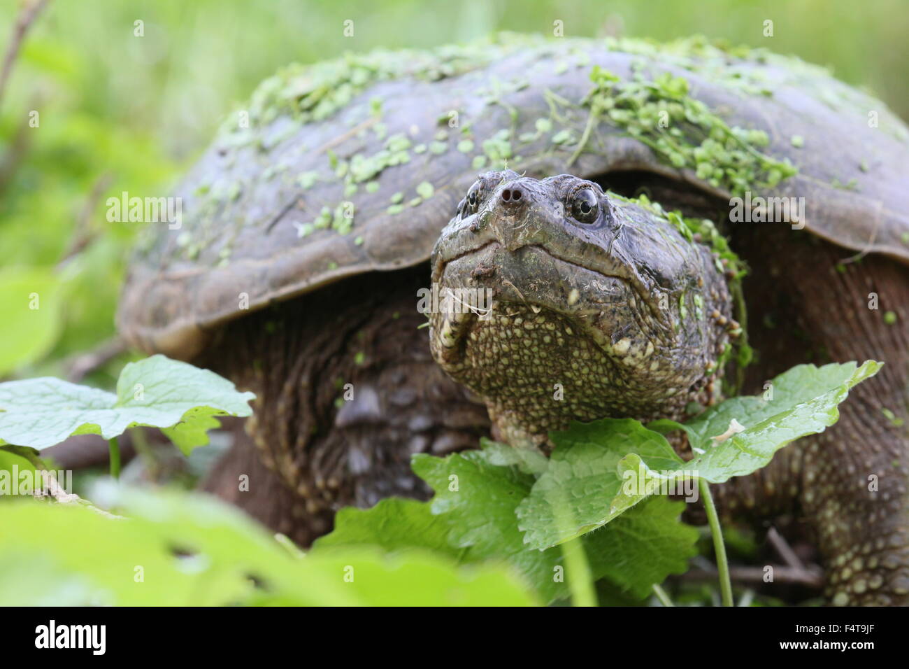 Schnappschildkröte mit grünen Blättern. Stockfoto