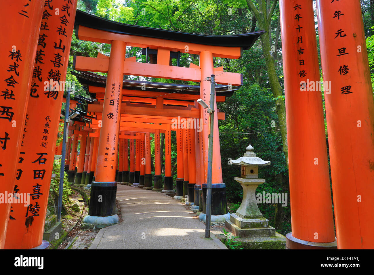 Japan, Kyoto Stadt Fushimi-Inari-Taisha Schrein, Toriies Stockfoto