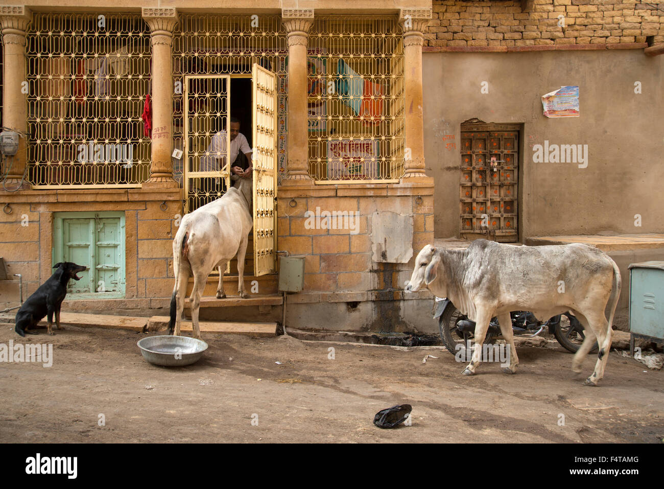 Asien, Indien, Jaisalmer, Rajasthan Mann füttern Kühe in Altstadt Stockfoto