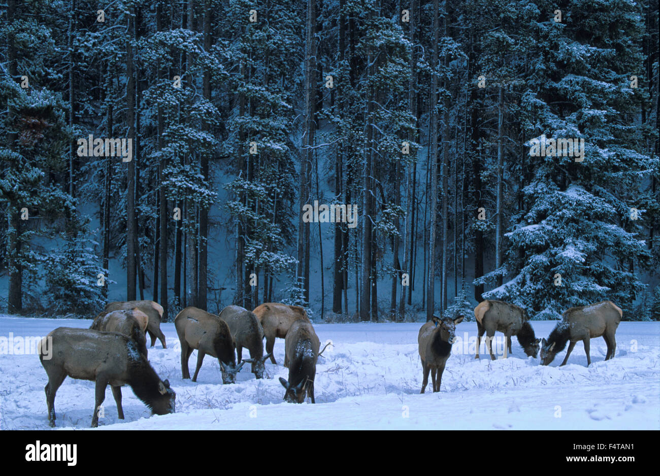 Elch, (Cervus Elaphus) Banff, Nationalpark, Alberta, Kanada Stockfoto