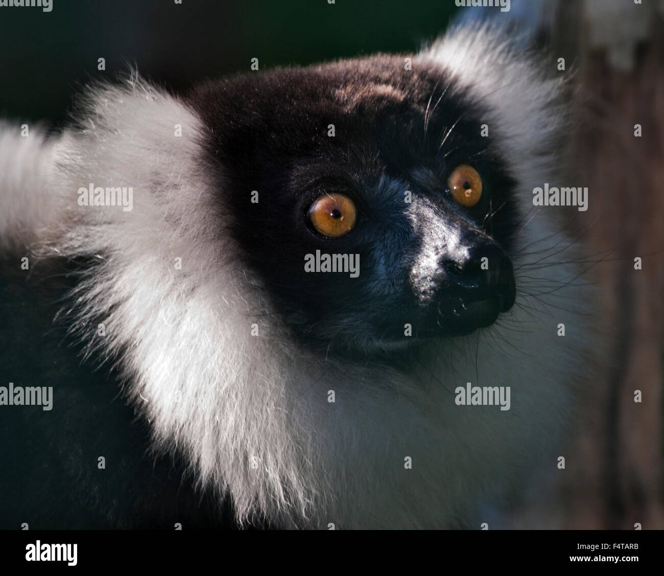 Schwarz und weiß Ruffed Lemur (Varecia Variegata Variegata) Stockfoto