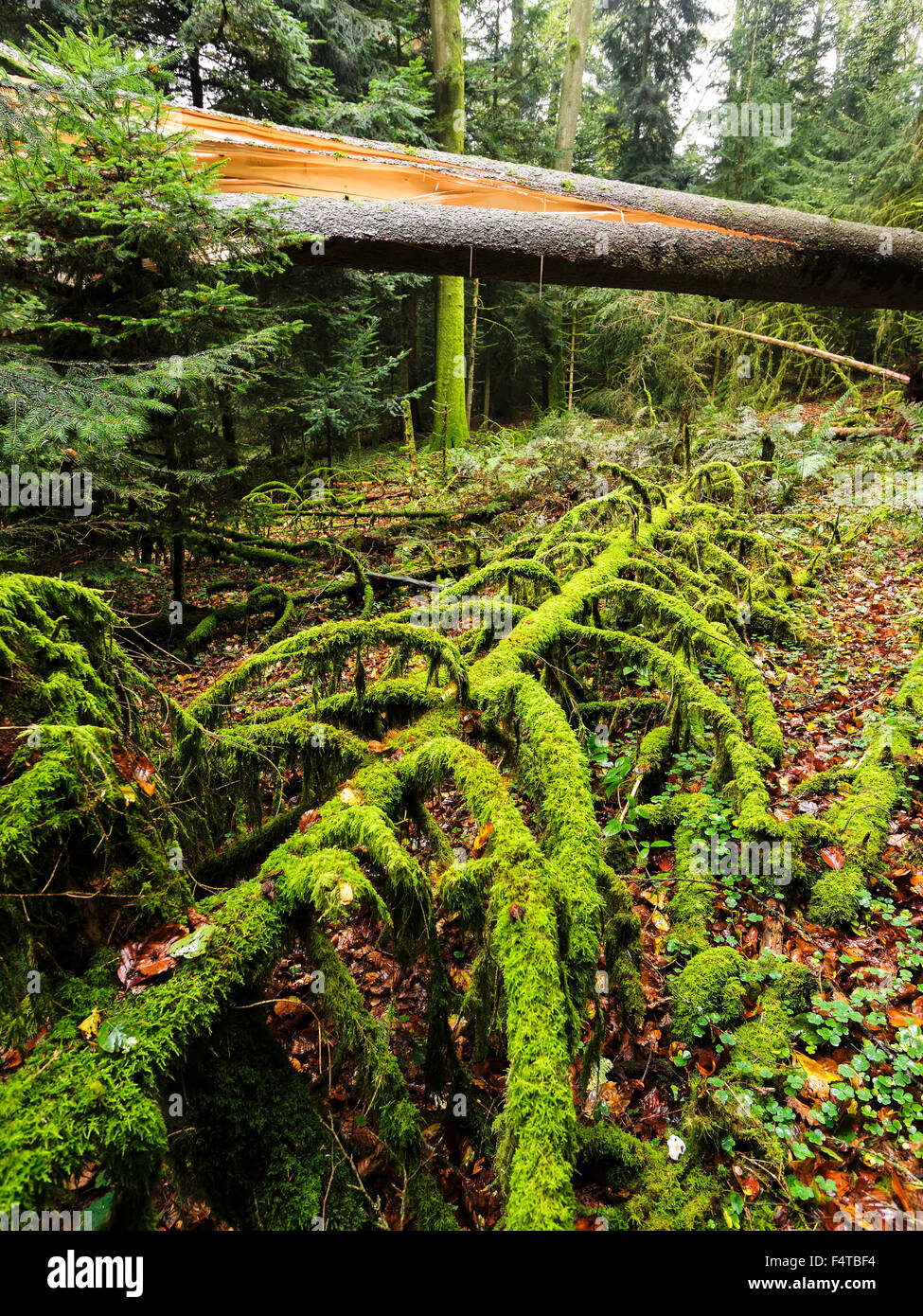 Mischwald mit umgekippt Baum Stockfoto