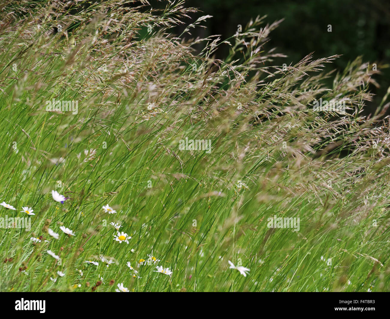 Rasen in Latschgetweid Stockfoto