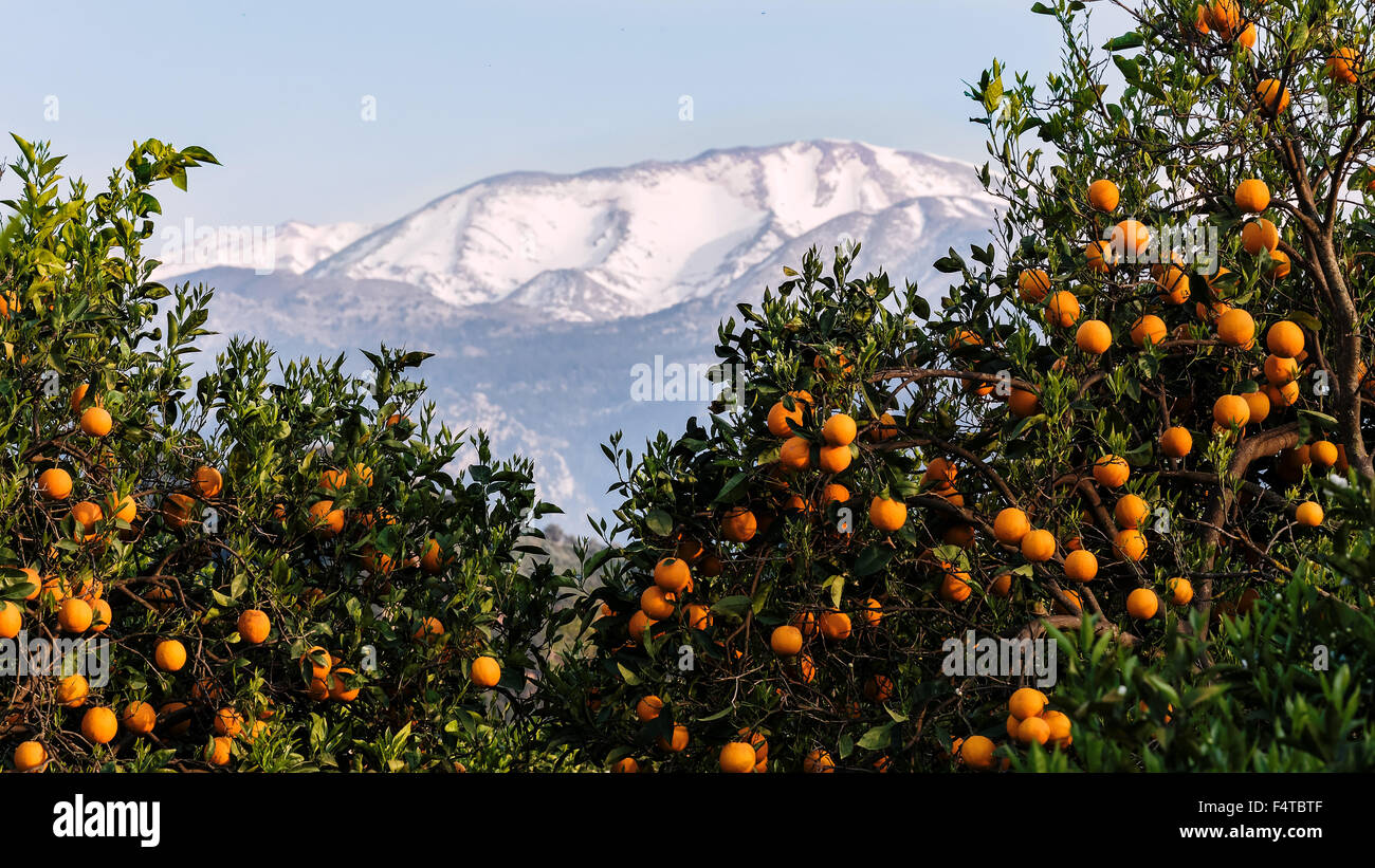 Orangenhain in der Nähe von Lefka Ori Stockfoto