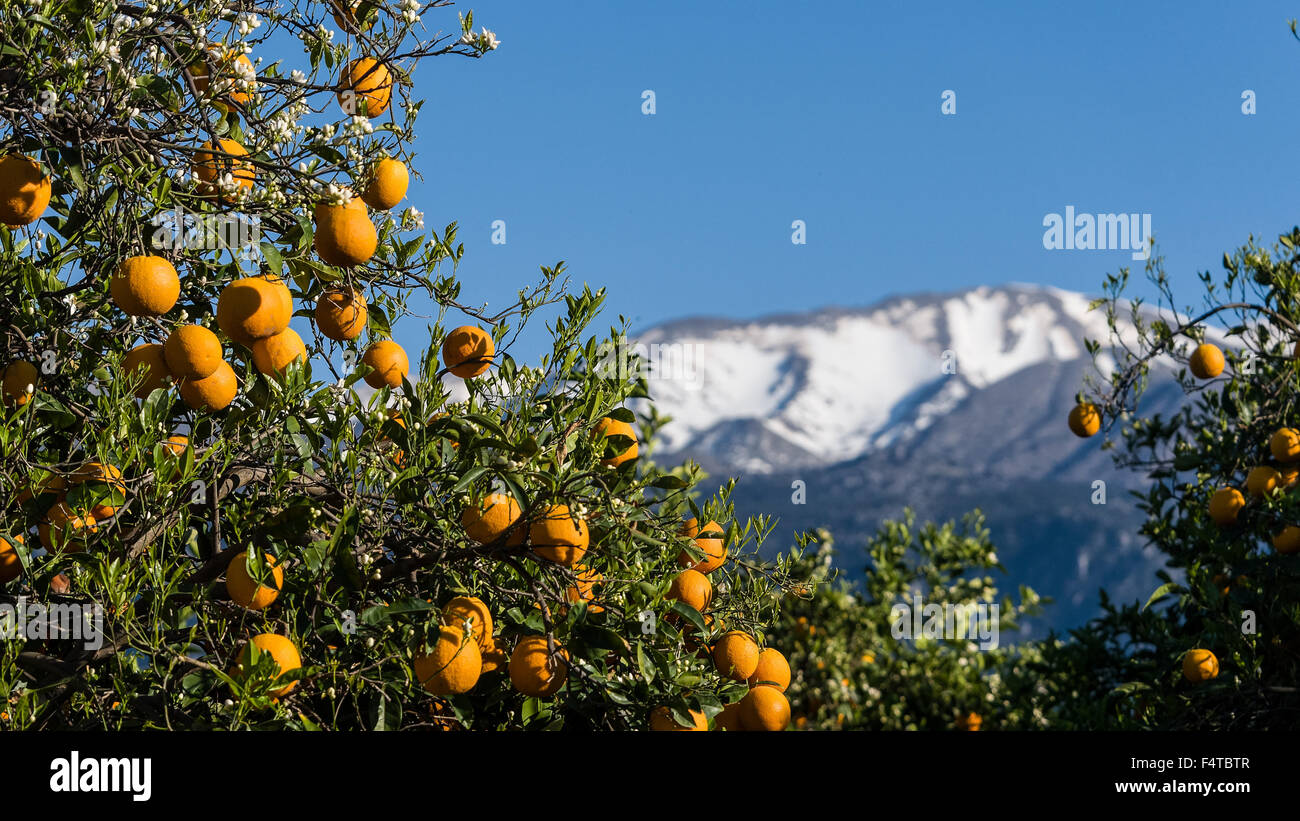 Orangenhain in der Nähe von Lefka Ori Stockfoto