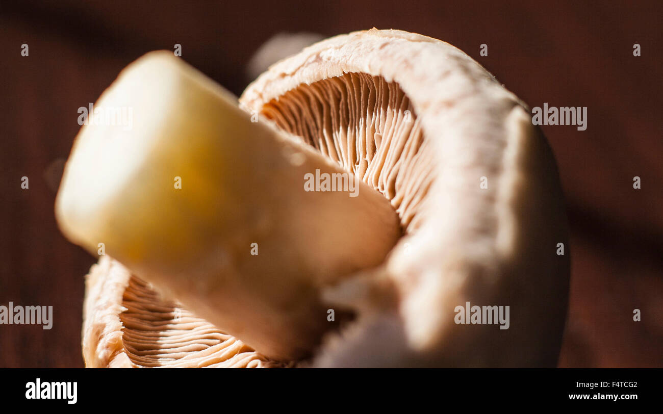 Nahaufnahme der Unterseite der Champignon Pilz Stockfoto