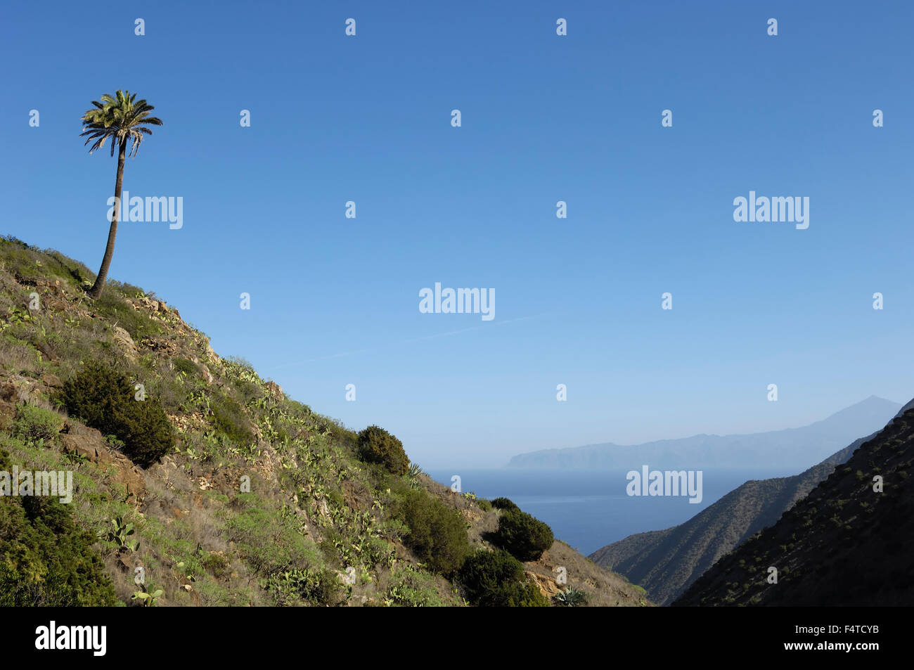 Eine einsame Palme mit Teide und Teneriffa betrachtet von Vallehermoso Trail, Integral Nature Reserve. La Gomera. Stockfoto