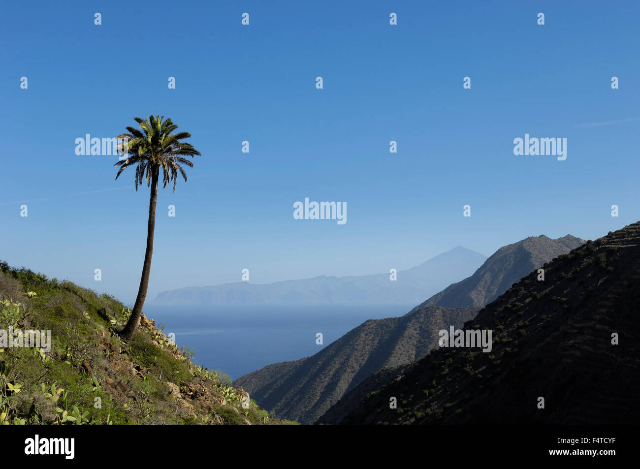 Eine einsame Palme mit Teide und Teneriffa betrachtet von Vallehermoso Trail, Integral Nature Reserve. La Gomera. Stockfoto