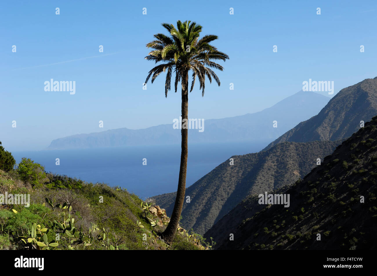 Eine einsame Palme mit Teide und Teneriffa betrachtet von Vallehermoso Trail, Integral Nature Reserve. La Gomera. Stockfoto