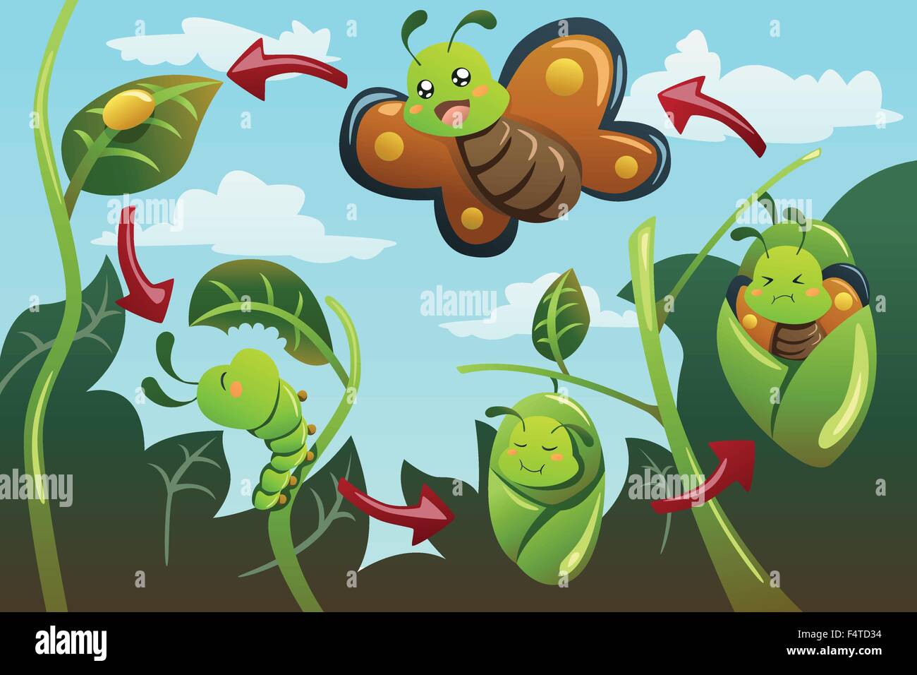 Eine Vektor-Illustration des Lebenszyklus des Schmetterlings Stock Vektor