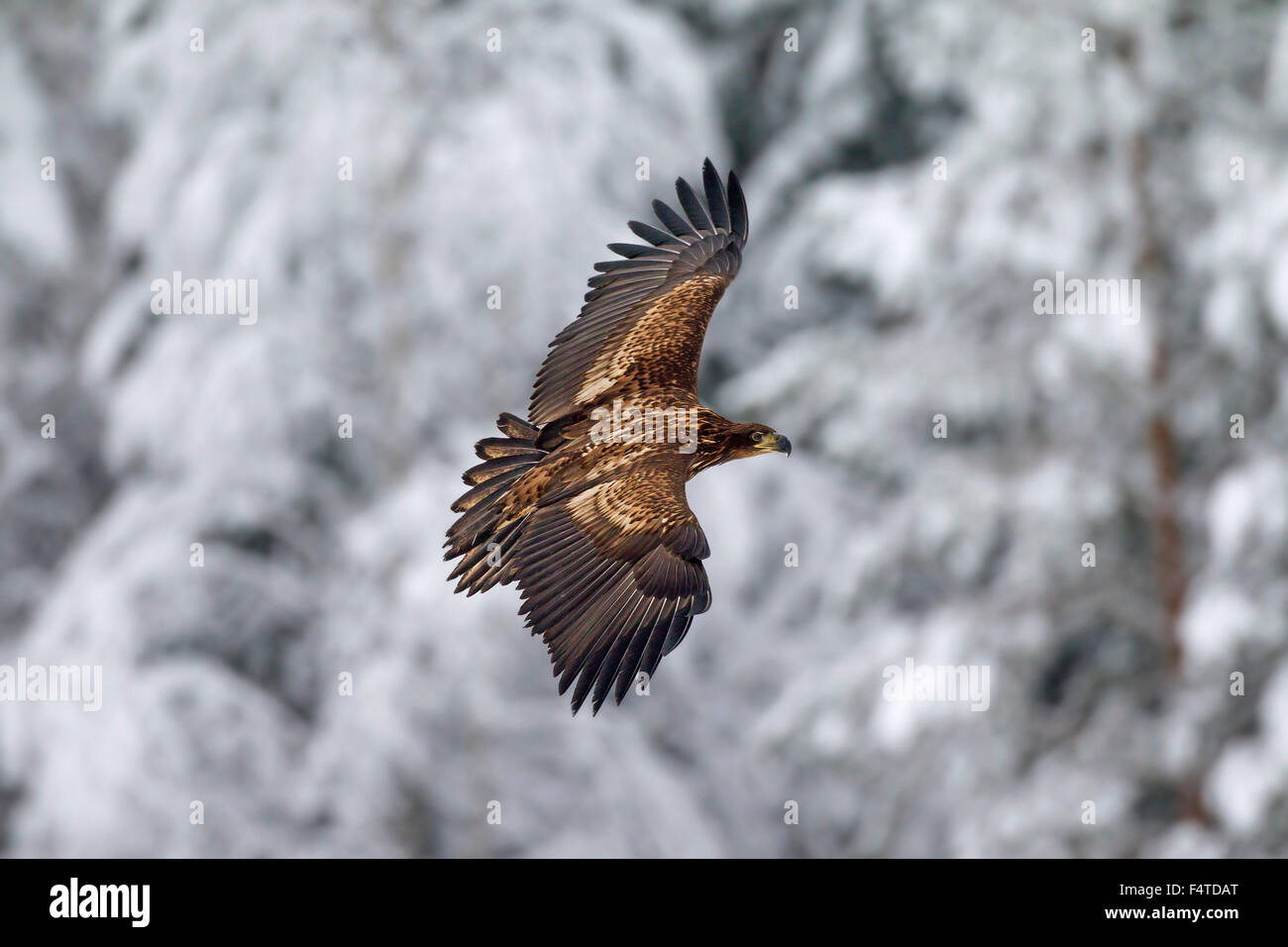 Seeadler / Sea Eagle / Erne (Haliaeetus Horste) Juvenile im Flug im Winter Stockfoto