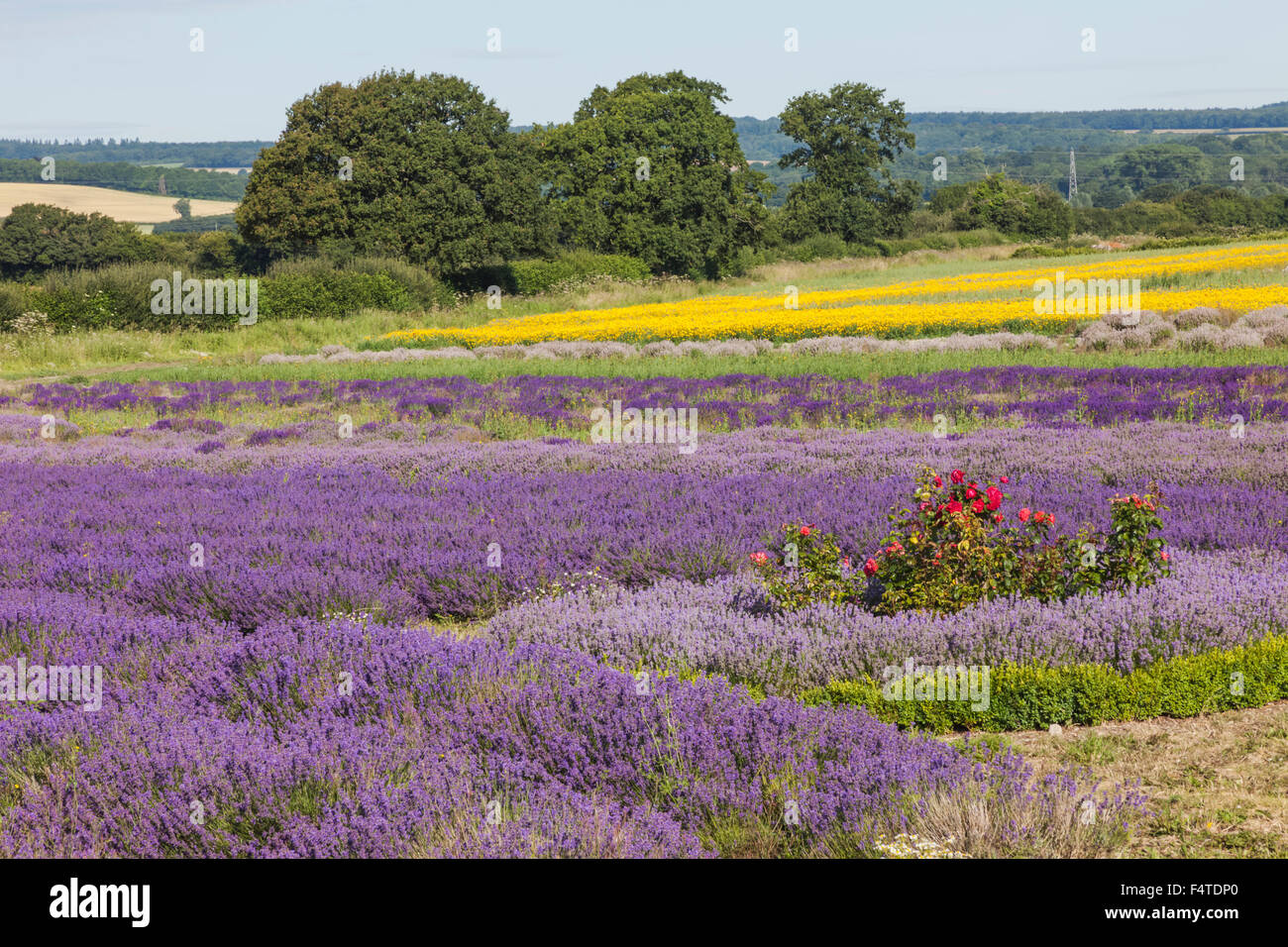 England, Hampshire, Lavendelfelder Stockfoto