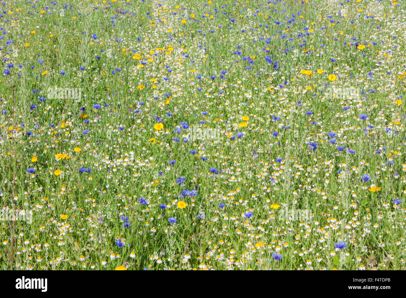 England, Hampshire, Wildblumen Stockfoto