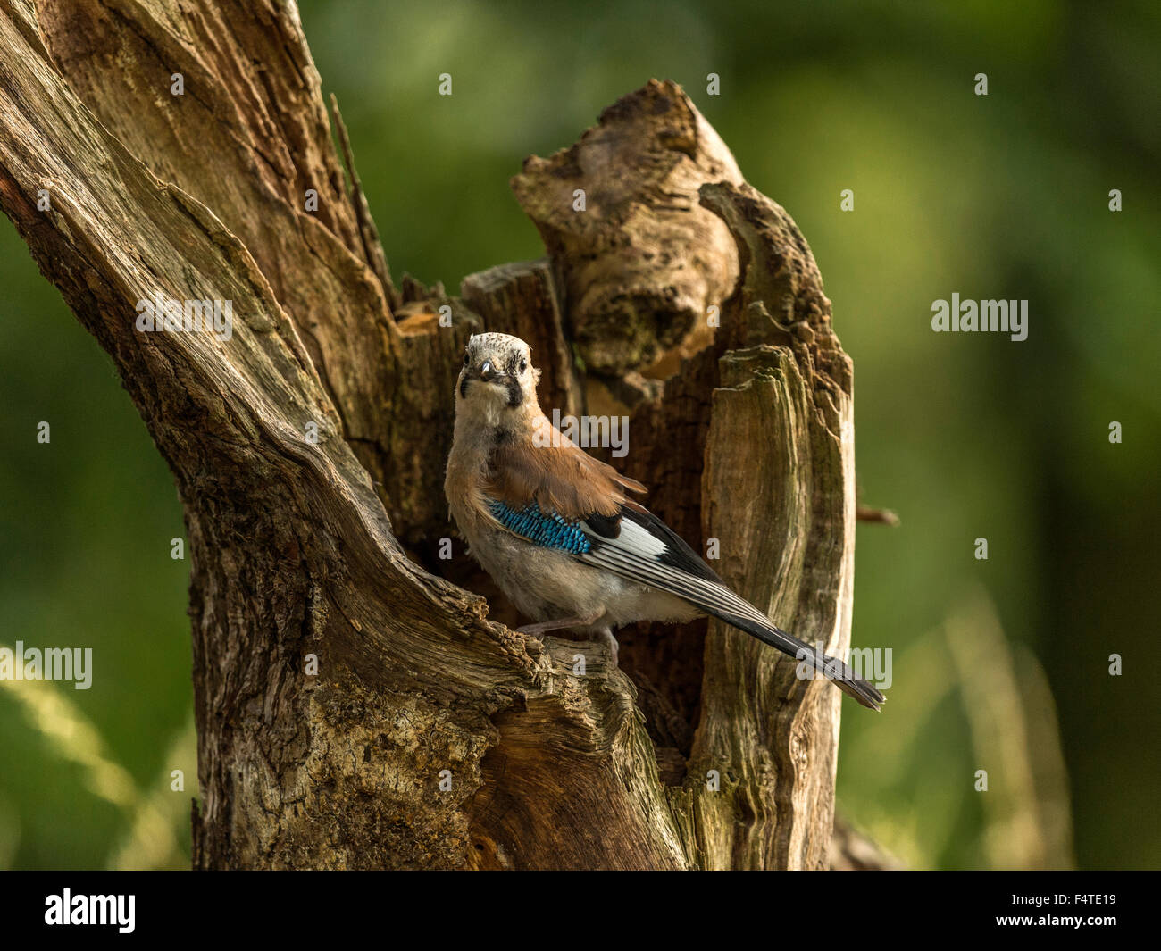 Eichelhäher dargestellt thront auf einer alten verfallenen hölzernen Baumstumpf, in frühen Abend Sonnenlicht getaucht. Stockfoto