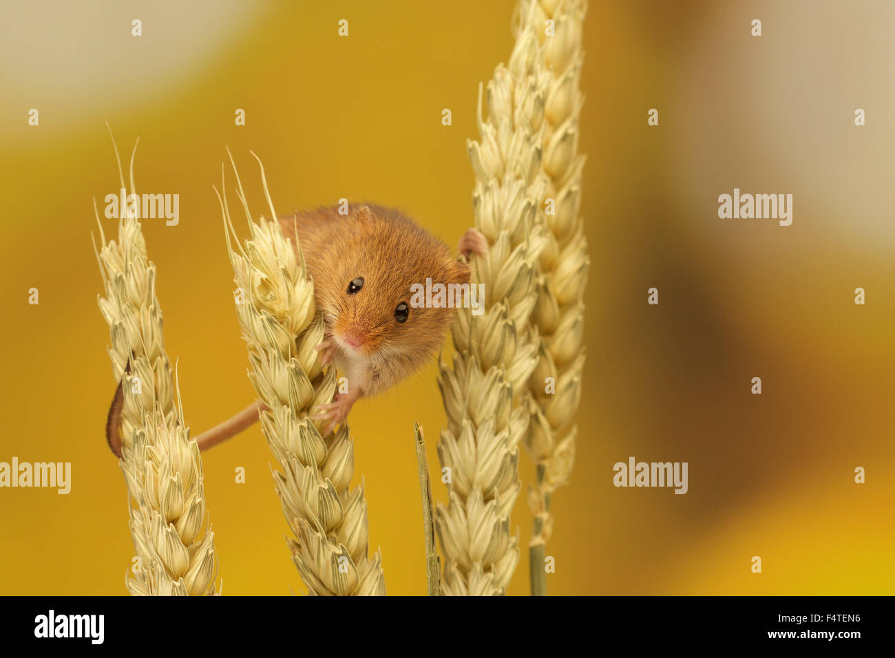 Nibbles the mouse Fotos und Bildmaterial in hoher Auflösung Alamy