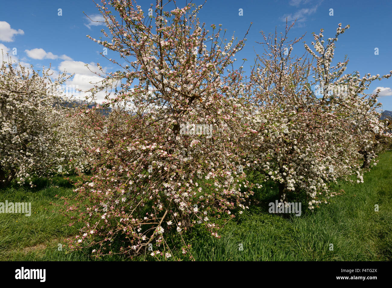 Apfelbaum, blühend, Blüten, Pflanzung, Bramois, Wallis, Schweiz Stockfoto