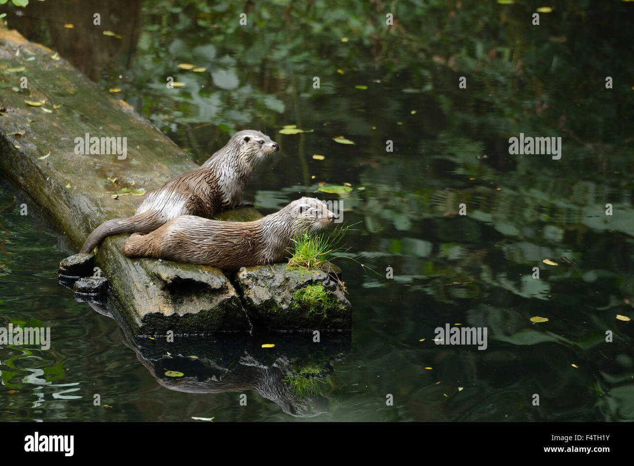 Otter Stockfoto