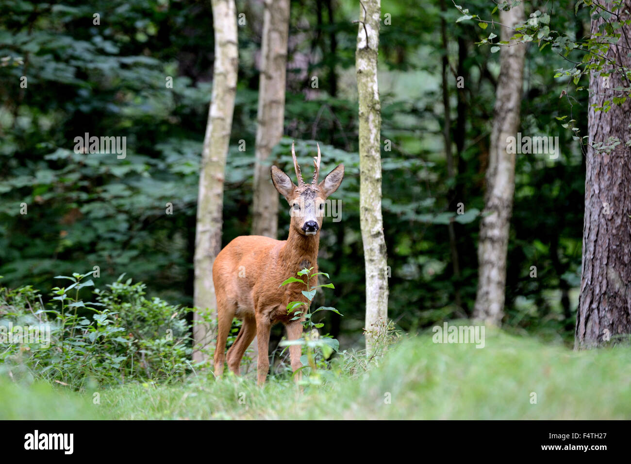 Rehe im Wald, Stockfoto