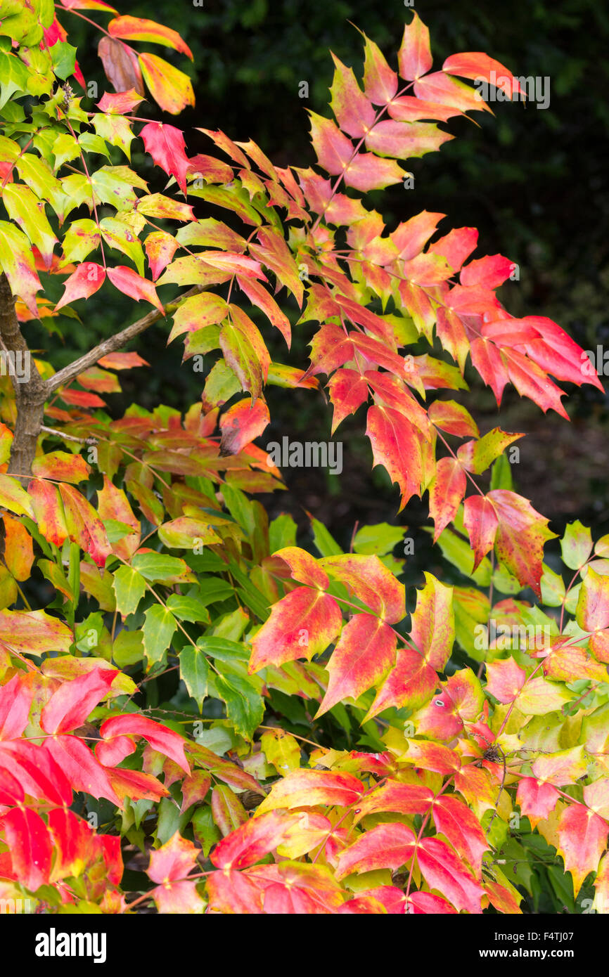 Roten Herbstlaub der stacheligen blättrig, Winter blühender Strauch, Mahonia japonica Stockfoto