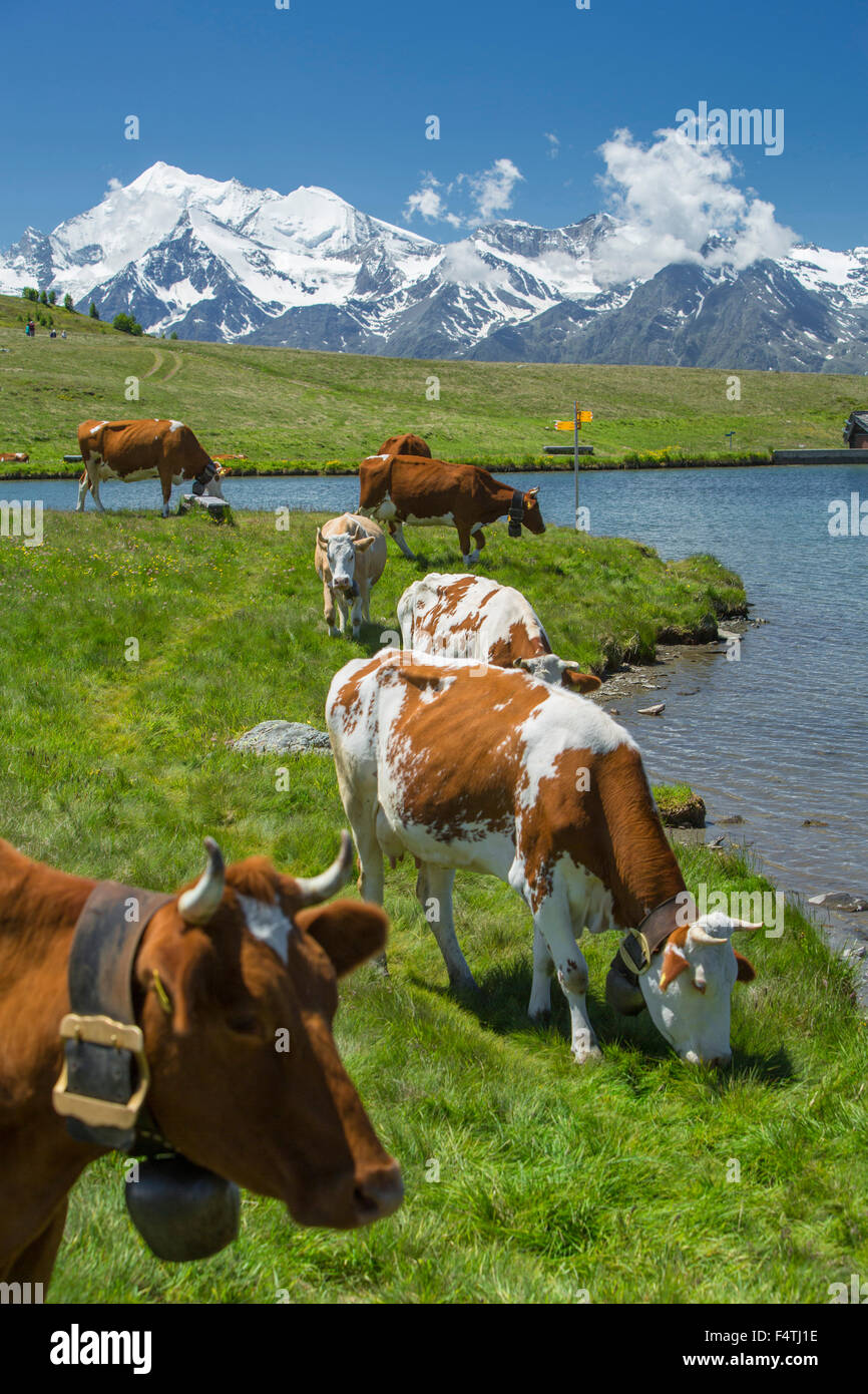 Kühe in Gibidumsee, Hintergrund: Weisshorn, Stockfoto