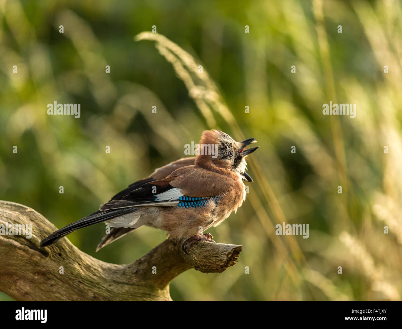 Eichelhäher dargestellt thront auf einer alten verfallenen hölzernen Baumstumpf, in frühen Abend Sonnenlicht getaucht. Stockfoto