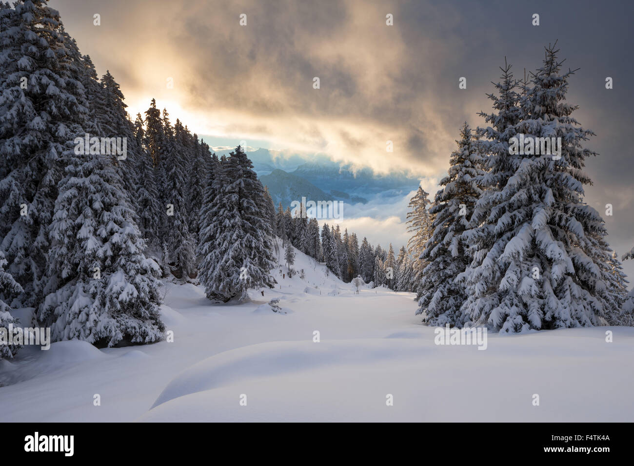 Ansicht, Vista, Rigi Kaltbad, Schweiz, Kanton Luzern, Holz, Wald, Winter, Morgen, Stimmung, Wolken Stockfoto