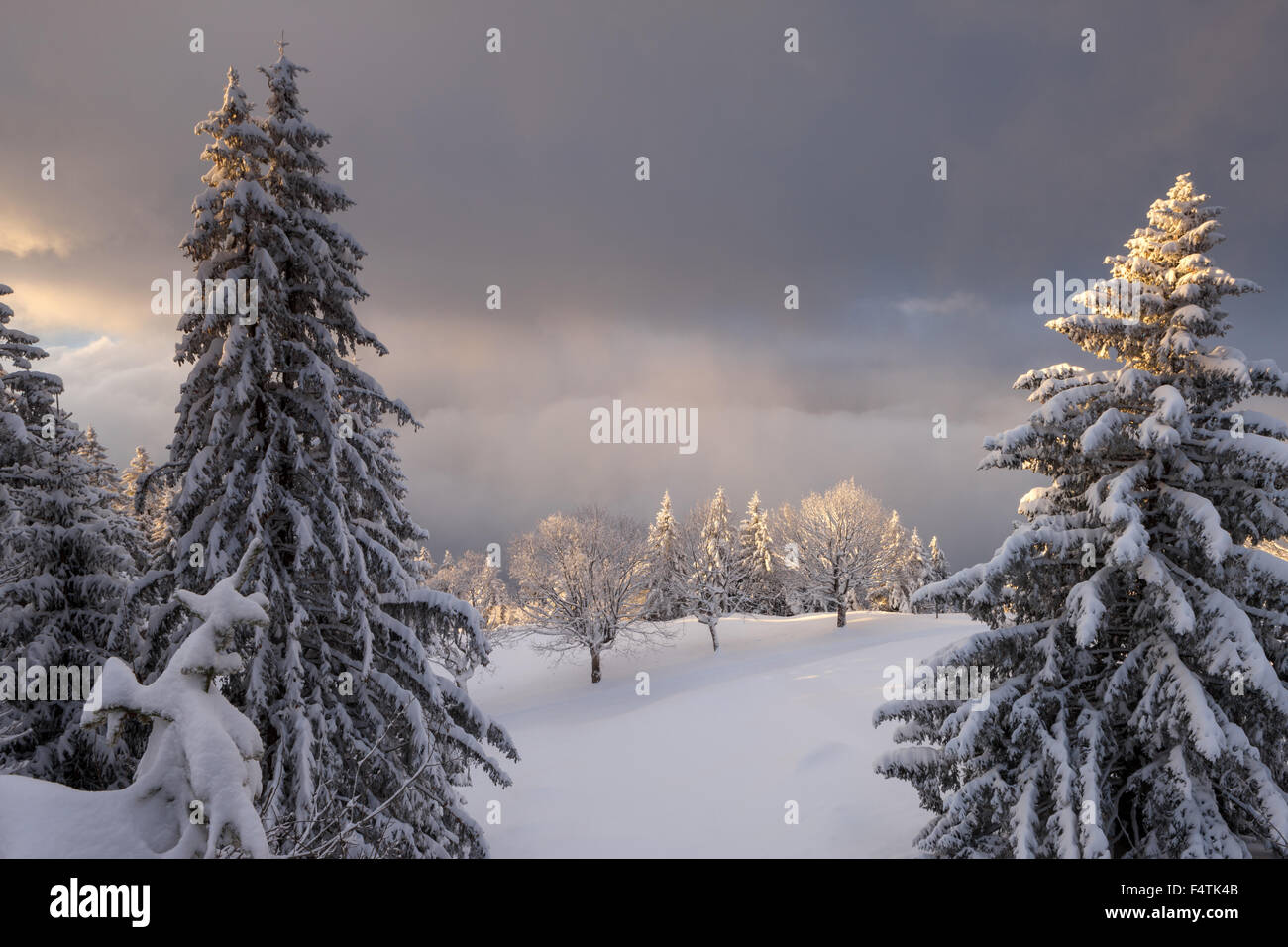 Ansicht, Vista, Rigi Kaltbad, Schweiz, Kanton Luzern, Holz, Wald, Winter, Morgen, Stimmung, Wolken Stockfoto