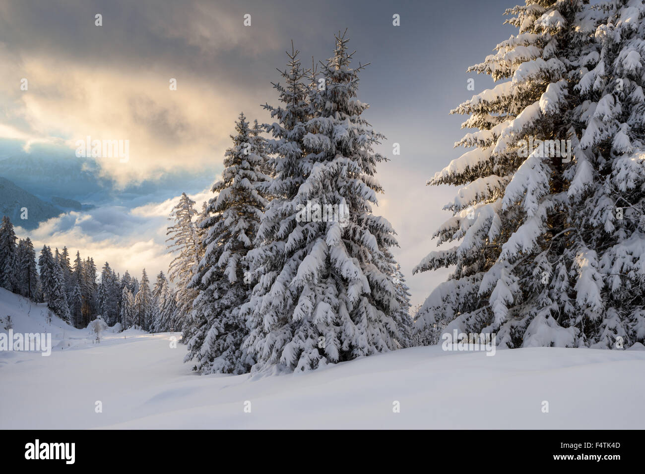 Ansicht, Vista, Rigi Kaltbad, Schweiz, Kanton Luzern, Holz, Wald, Winter, Morgen, Stimmung, Wolken Stockfoto