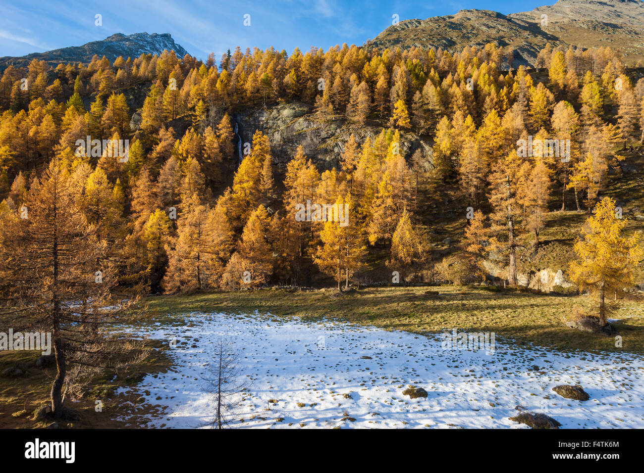 Fafleralp, Schweiz, Kanton Wallis, Lötschental, Herbst, Lärchen Stockfoto