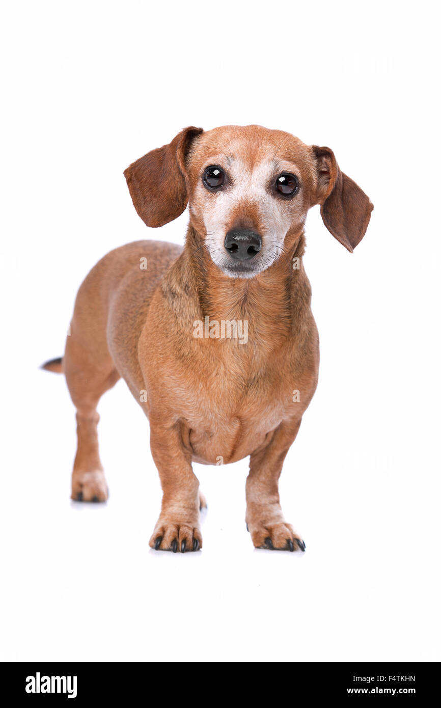 Dackel vor einem weißen Hintergrund Stockfoto