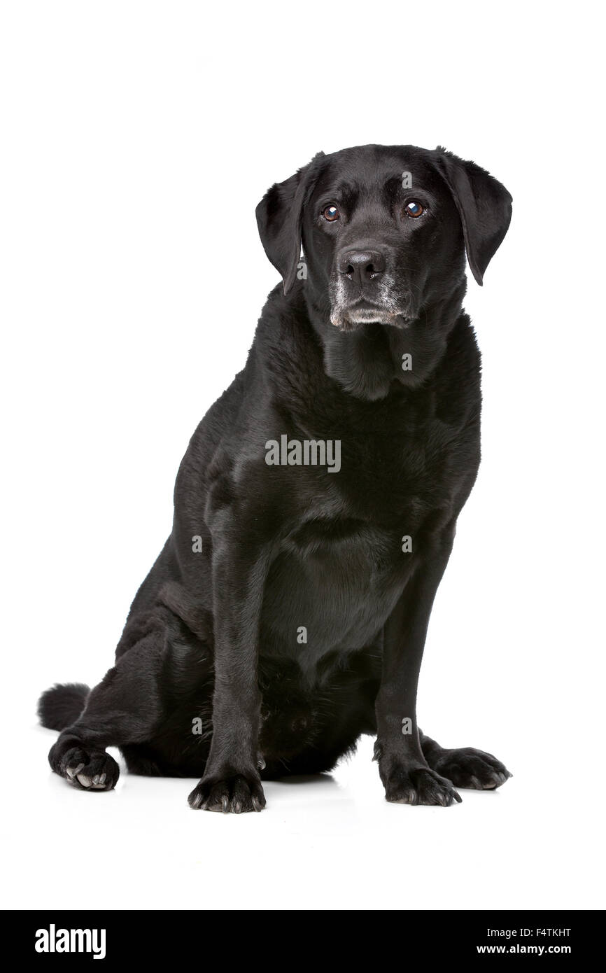 Elf Jahre alten schwarzen Labrador vor einem weißen Hintergrund Stockfoto