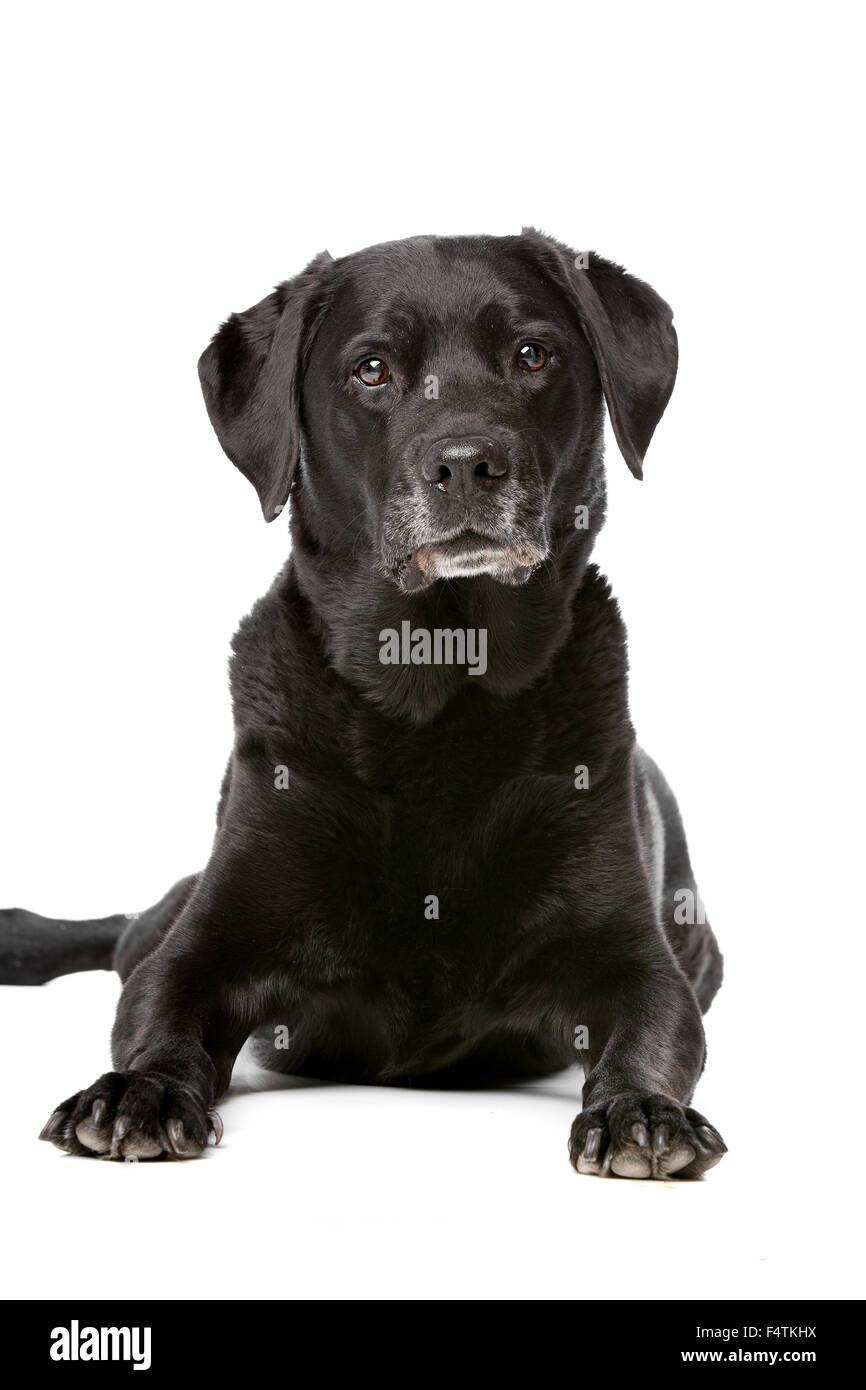 Elf Jahre alten schwarzen Labrador vor einem weißen Hintergrund Stockfoto