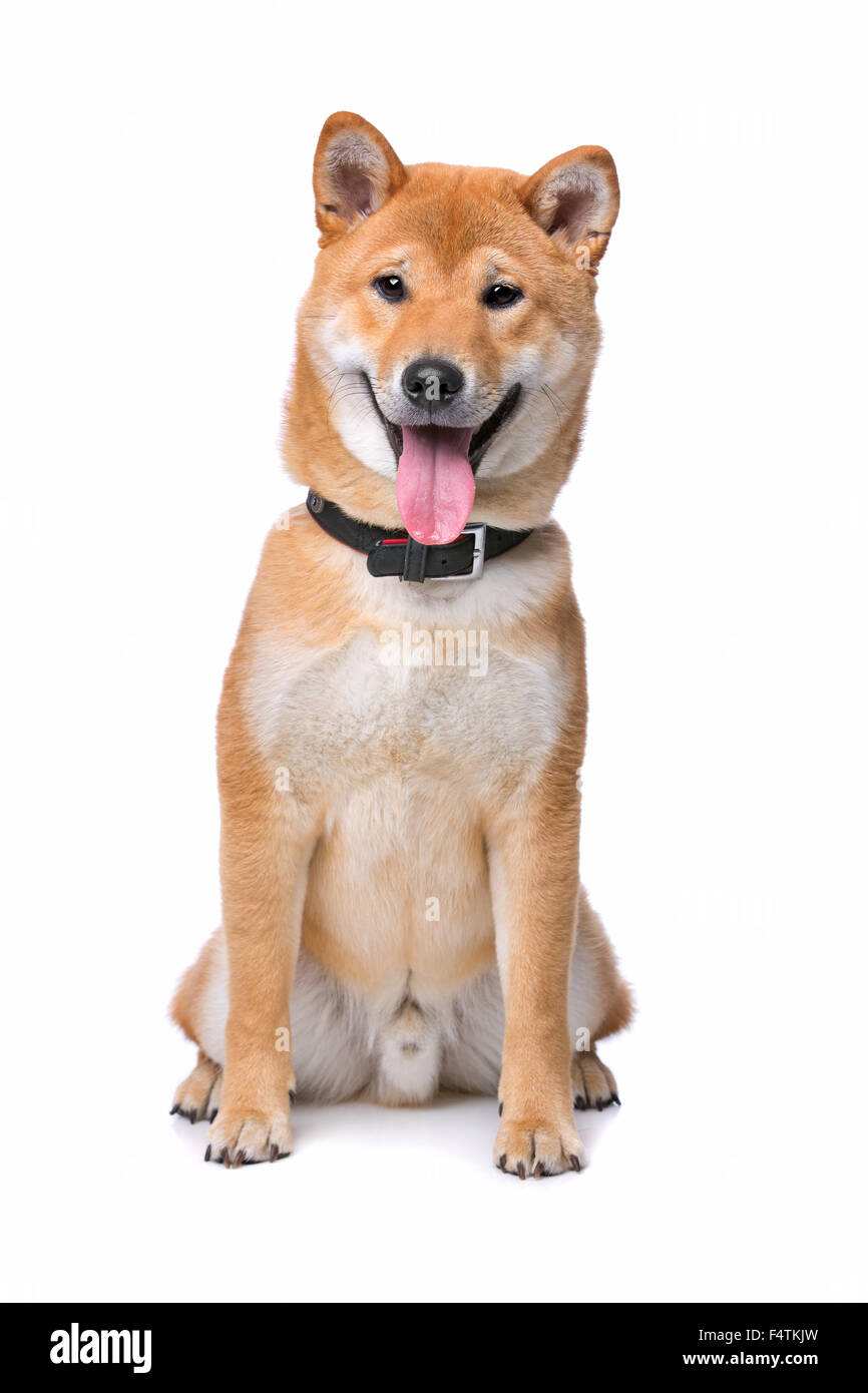 Shiba Inu vor einem weißen Hintergrund Stockfoto