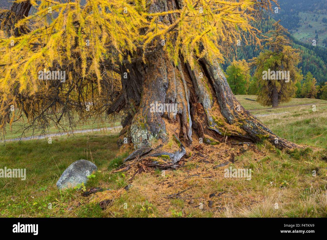Prarion, Schweiz, Kanton Wallis, Herbst, Holz, Wald, Lärchen Stockfoto