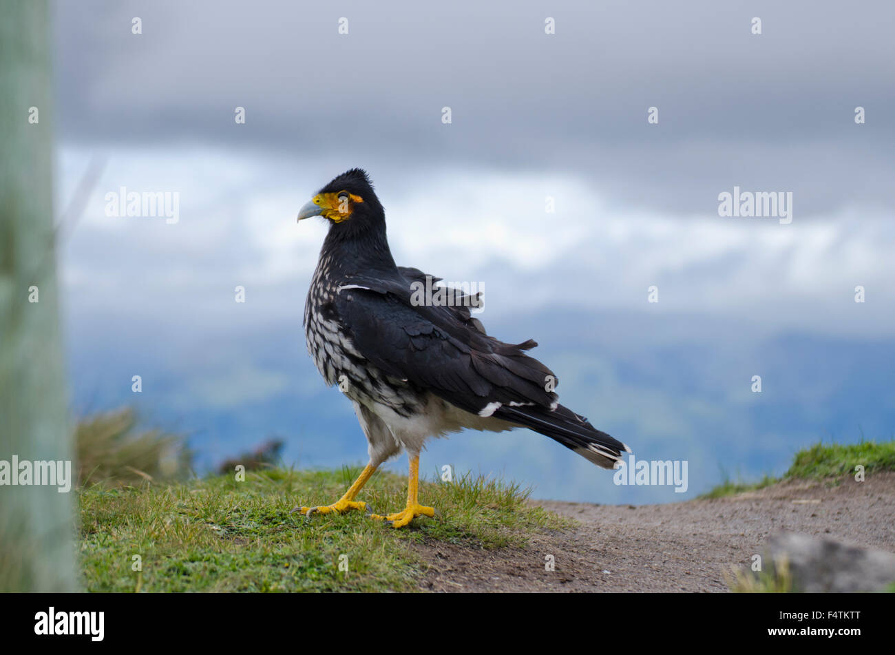 Carunculated Karakara (Phalcoboenus Carunculatus) Stockfoto