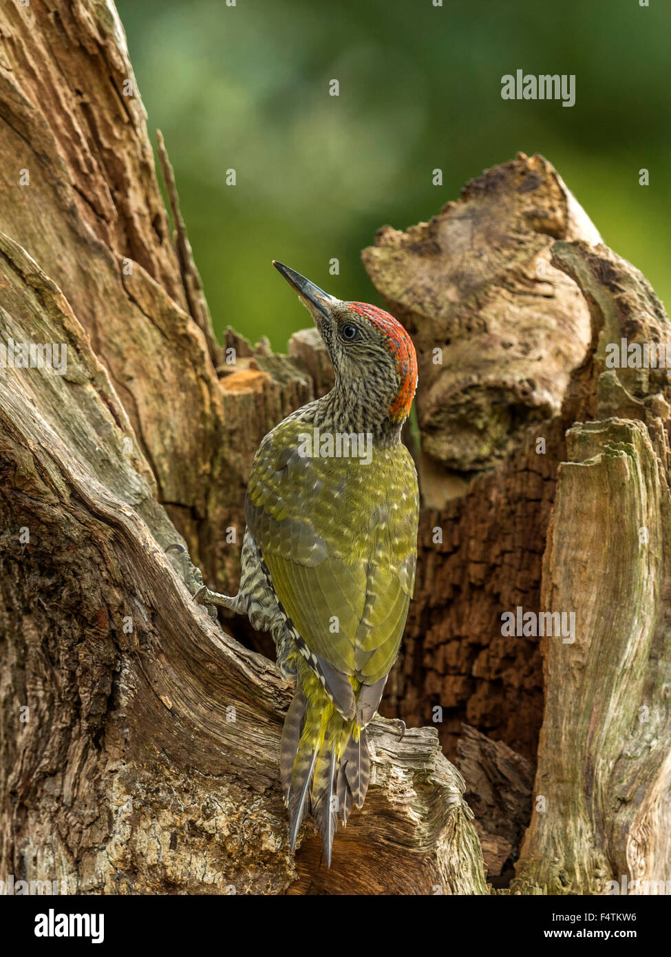 Juvenile Europäische Grünspecht (Picus Viridis) auf Nahrungssuche in natürlichen Wäldern ländlicher Umgebung. Schöne, einzigartige Aufnahmen. Stockfoto