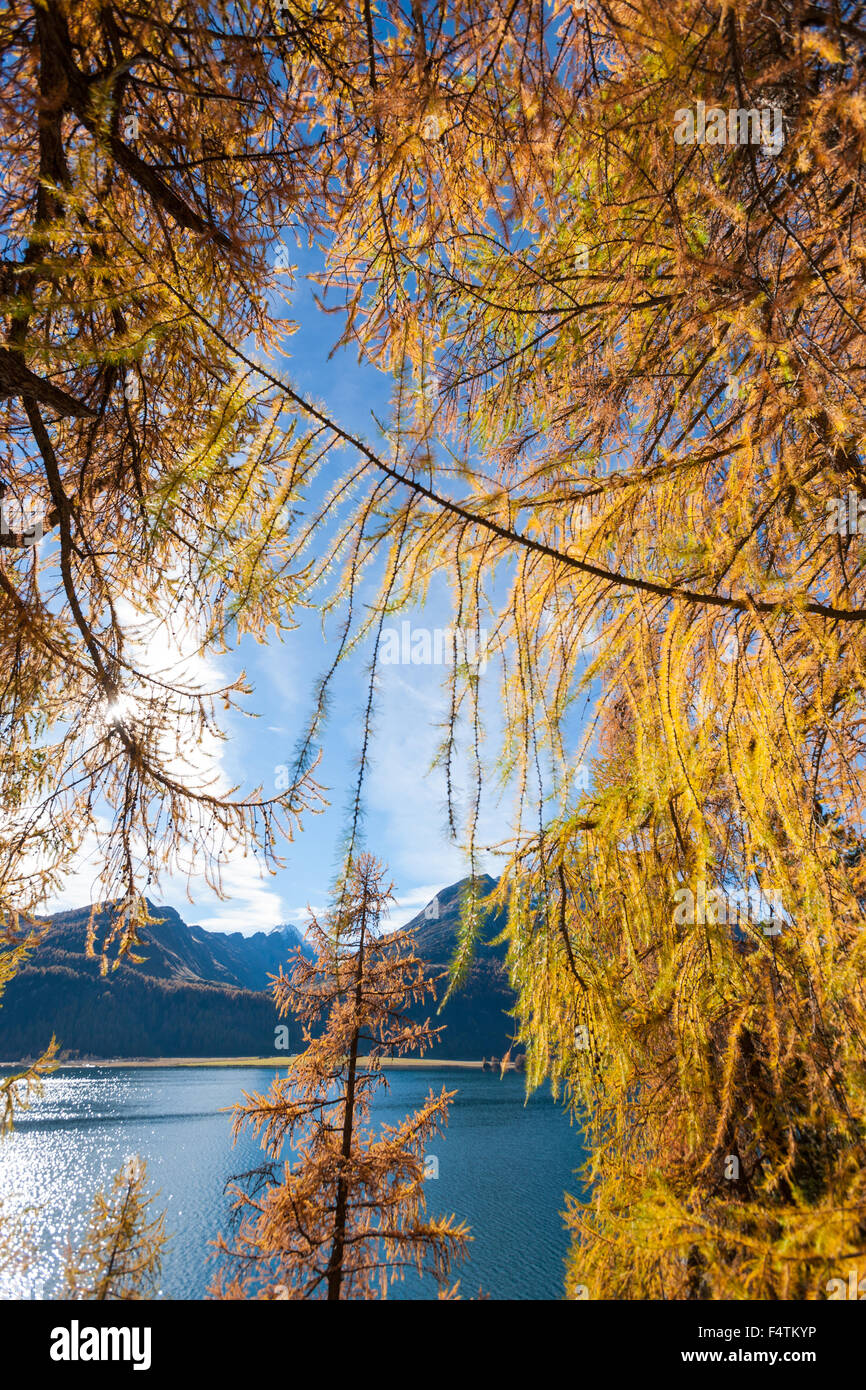 Silsersee, Schweiz, Kanton Graubünden, Graubünden, Engadin, Lärchen, Herbst Stockfoto