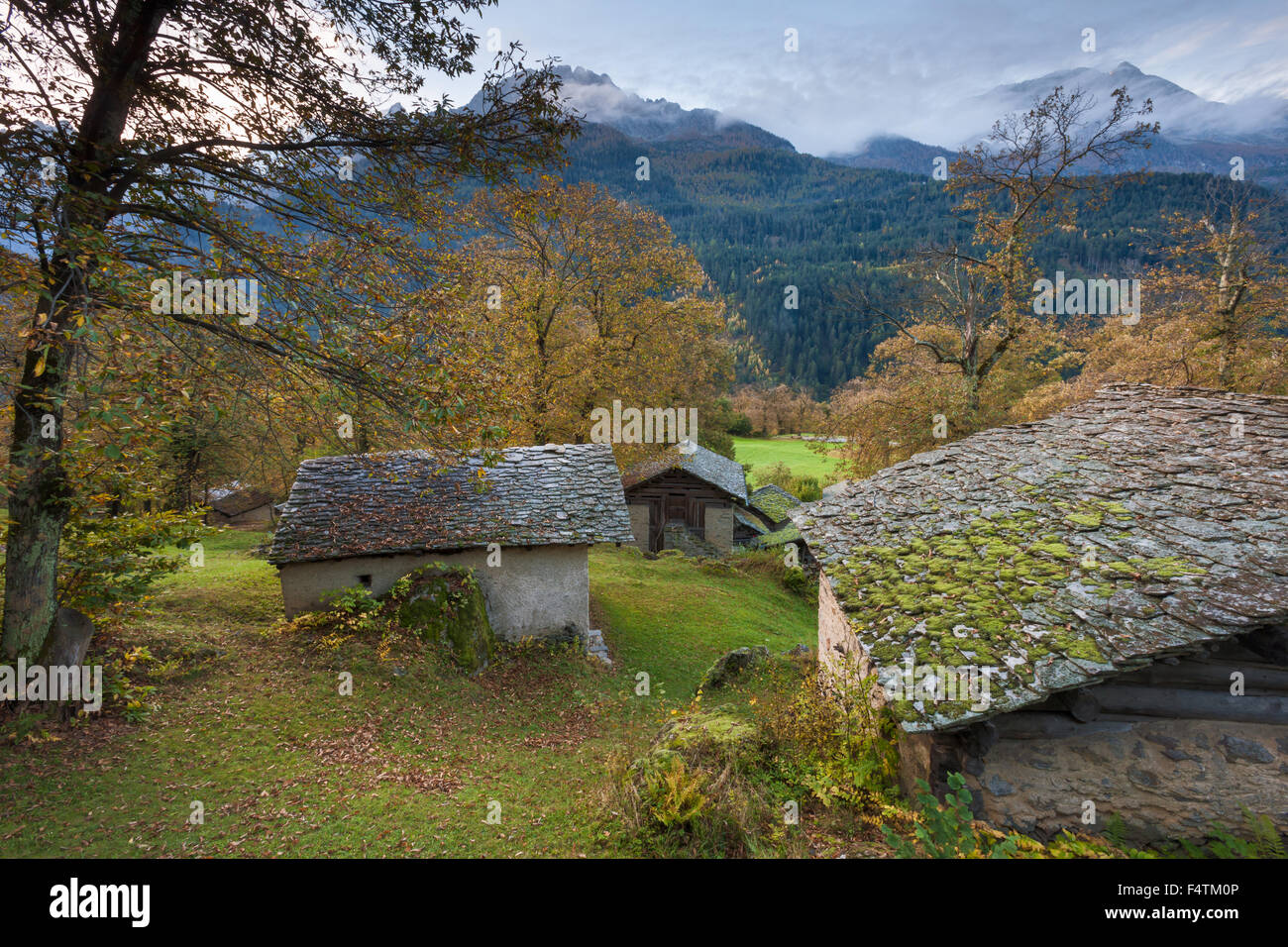 Soglio, Schweiz, Kanton Graubünden, Graubünden, Bergell, Kastanienholz, Holz, Wald, Herbst Stockfoto