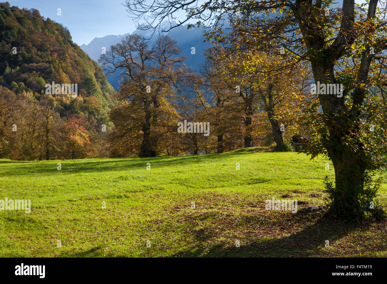 Soglio, Schweiz, Kanton Graubünden, Graubünden, Bergell, Kastanienholz, Holz, Wald, Herbst Stockfoto