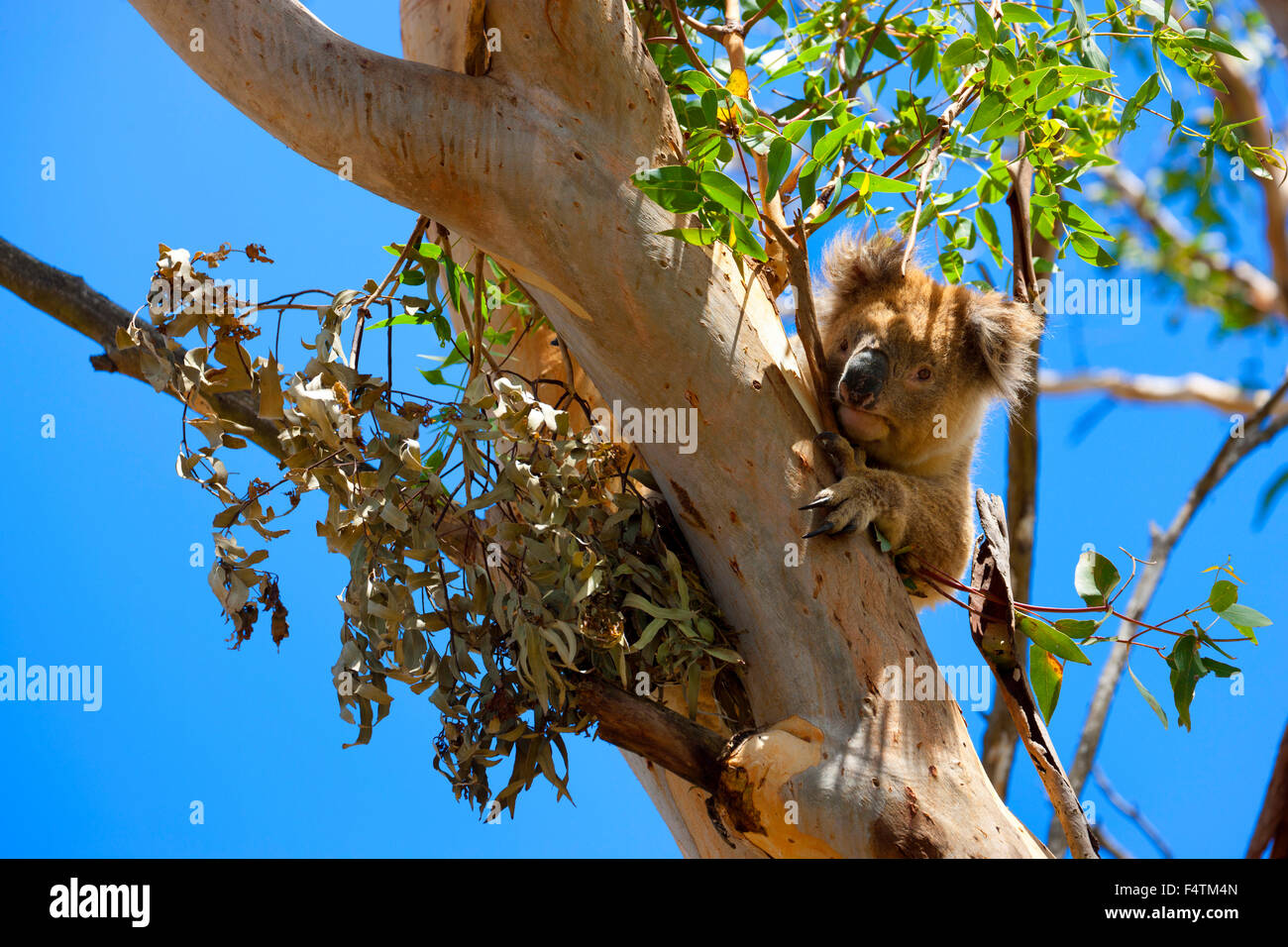Great Otway National Park, Tier, Australien, Victoria, Baum, Eukalyptus, Koalabär, Koala, Stockfoto