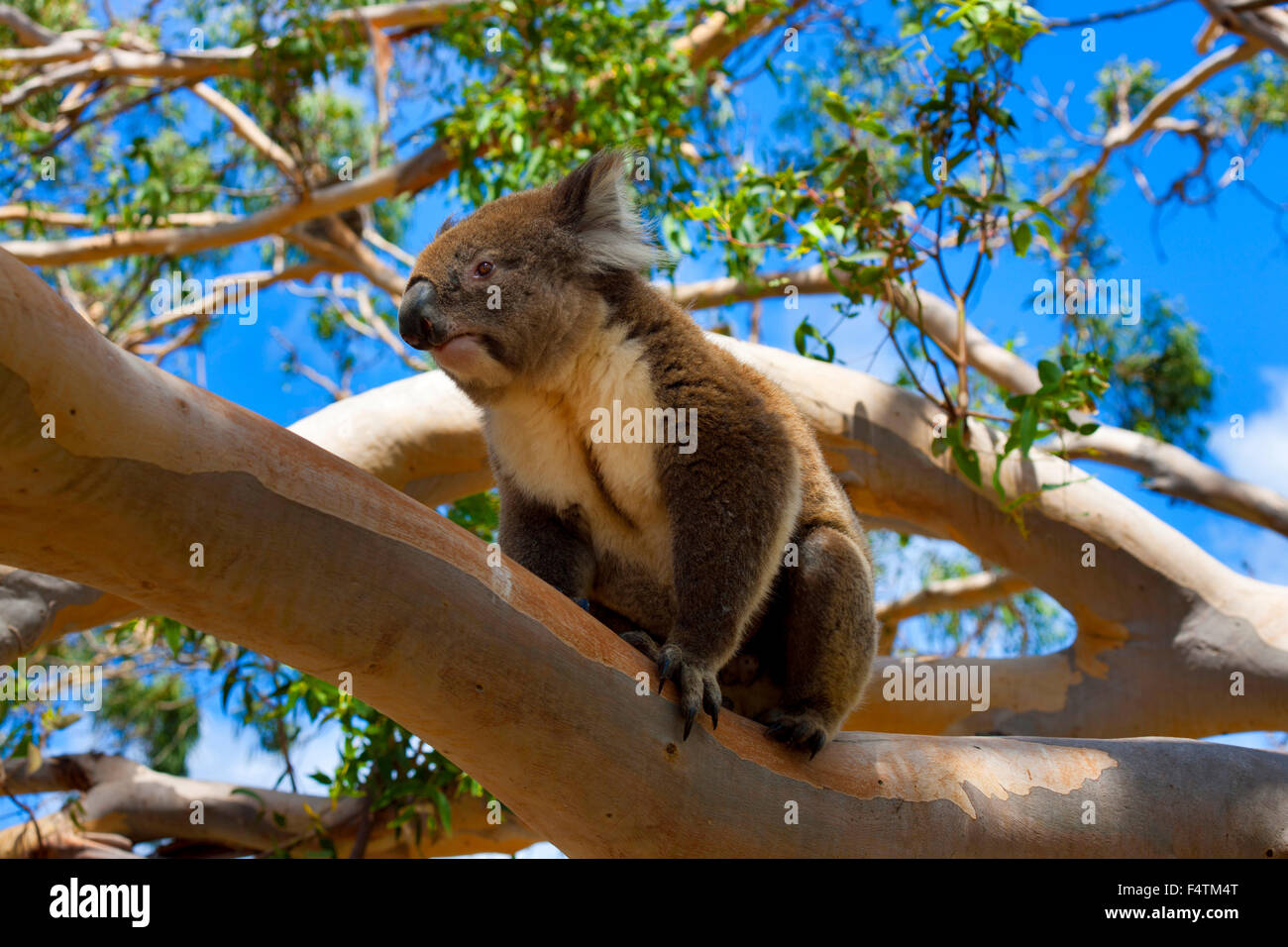 Great Otway National Park, Tier, Australien, Victoria, Baum, Eukalyptus, Koalabär, Koala, Stockfoto