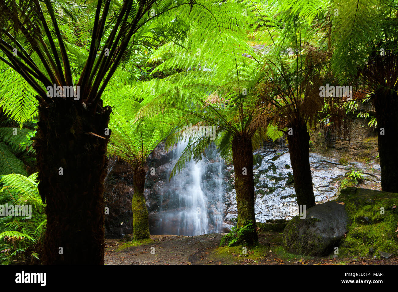 Silber fällt, Australien, Tasmanien, Wasserfall, Farn-Bäume Stockfoto