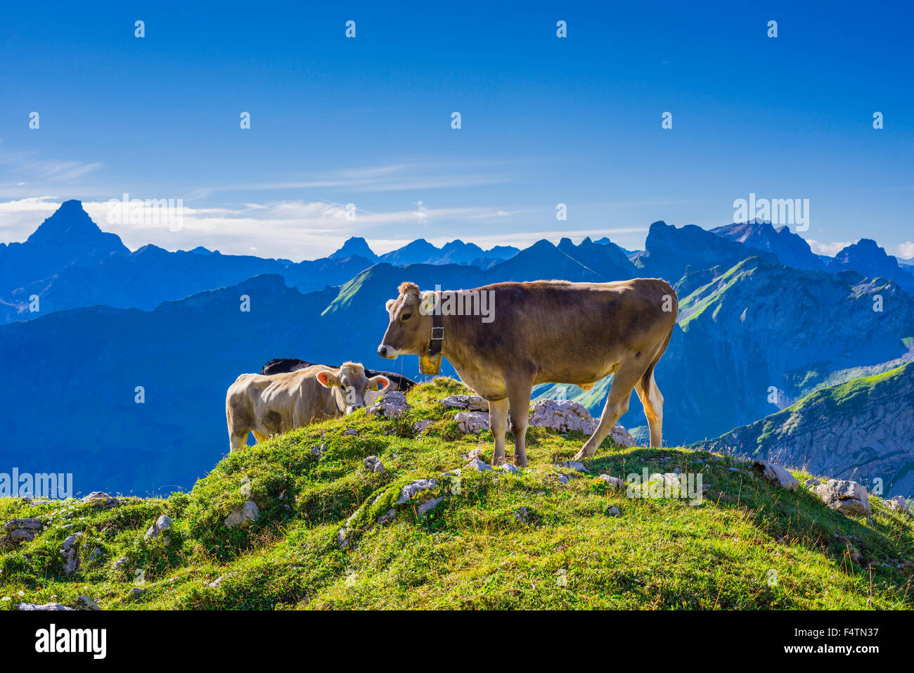 Allgäu, Allgäuer Alpen, Alpin, Grünland, Alp, Alb, Bayern, Berge, Bos Primigenius Taurus, braune Rinder, Deutschland, Europa, tun Stockfoto