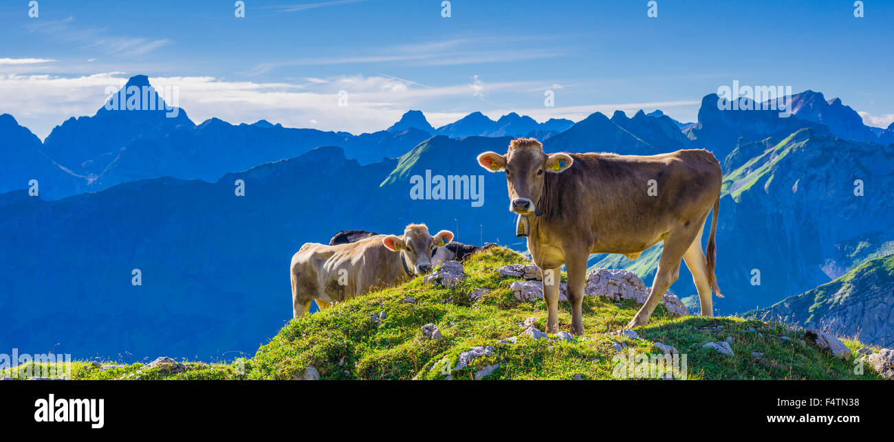 Allgäu, Allgäuer Alpen, Alpin, Grünland, Alp, Alb, Bayern, Berge, Bos Primigenius Taurus, braune Rinder, Deutschland, Europa, tun Stockfoto