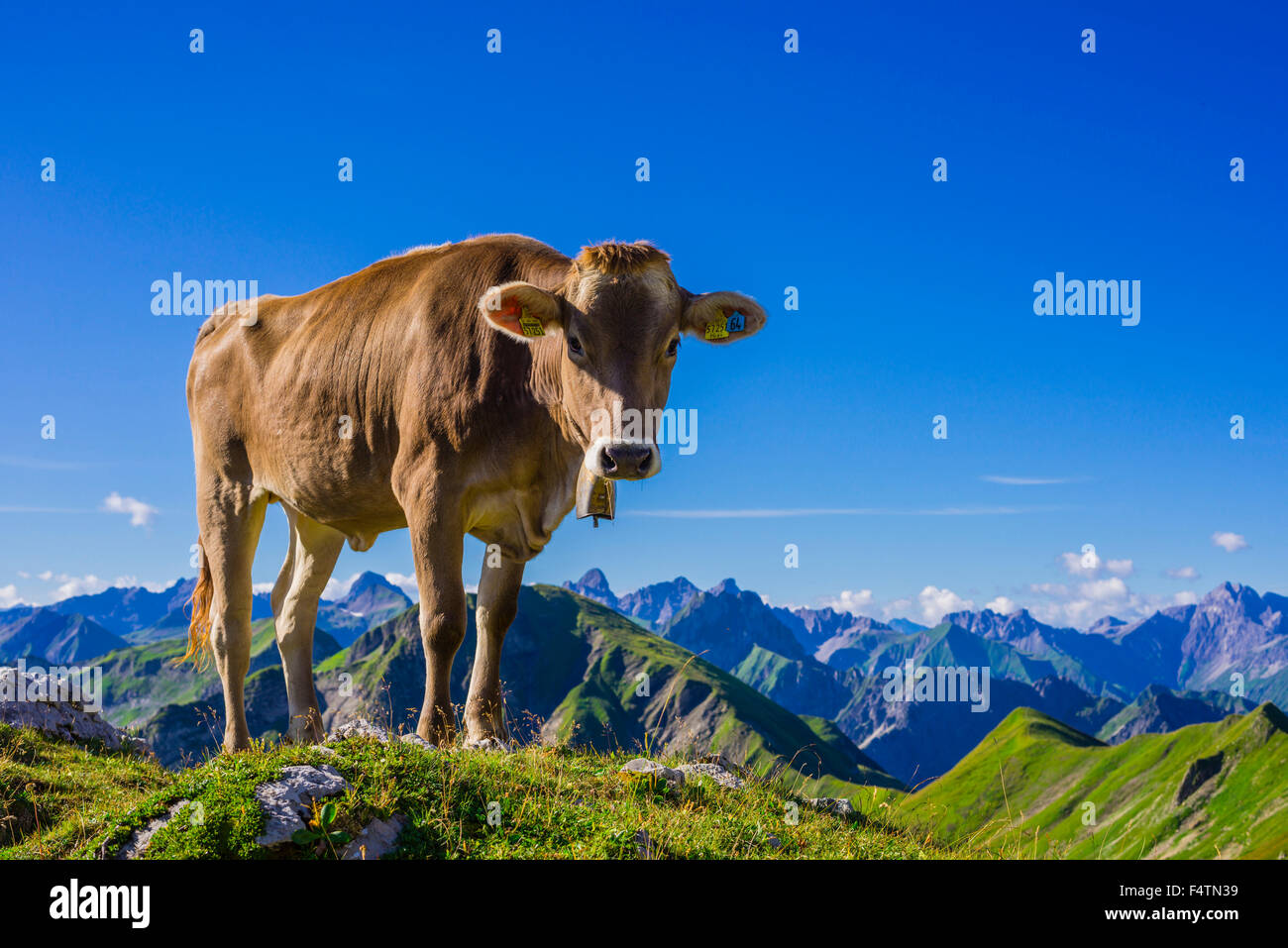 Allgäu, Allgäuer Alpen, Alpin, Grünland, Alp, Alb, Bayern, Berge, Bos Primigenius Taurus, braune Rinder, Deutschland, Europa, ag Stockfoto